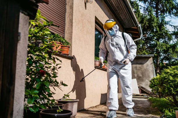Best Termite Control Services  in Hollis, OK