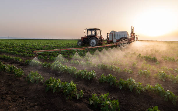Best Ant Control Services  in Hollis, OK