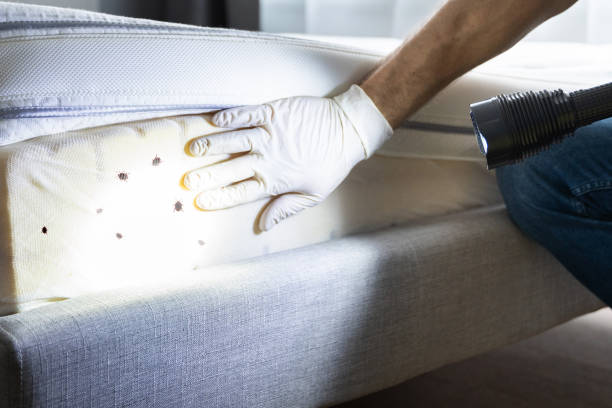 Best Emergency Pest Control  in Hollis, OK