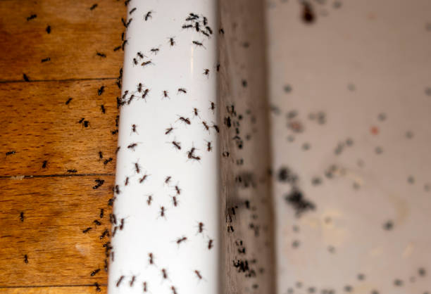 Best Termite Control Services  in Hollis, OK