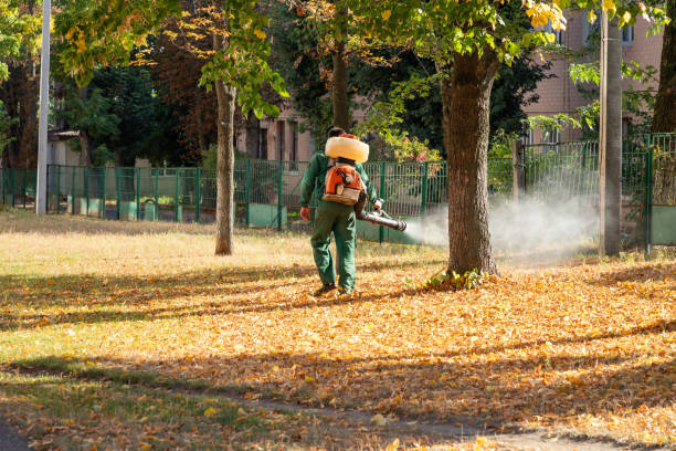Best Flea Control Services  in Hollis, OK