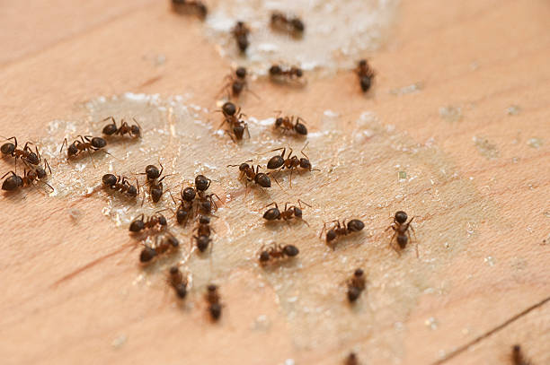 Pest Control Cost in Hollis, OK